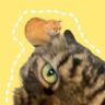 大哈的猫抖音达人头像