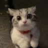 小满和她的猫抖音达人头像