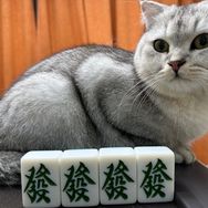 爱打大胡的桌桌抖音达人头像