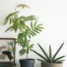 芭莉的植物小屋抖音达人头像