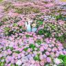 如意花园-山木桃花卉抖音达人头像