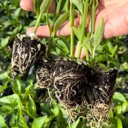 寿光番茄熊农场抖音号头像