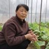 周姐爱种菜抖音达人头像