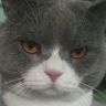 养猫大强子抖音达人头像