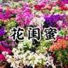 花闺蜜园艺三角梅抖音达人头像