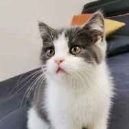 猫公子甄选抖音达人头像