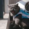 唐伯虎是只猫抖音达人头像
