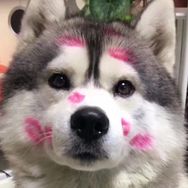 哈K抖音达人头像