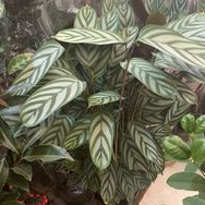 静待花开抖音号头像