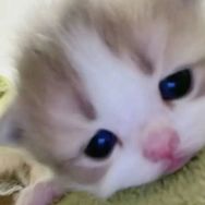 喵咪颉颉抖音达人头像