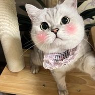 猫猫干饭日记🐈