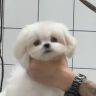 小汤圆又圆抖音达人头像