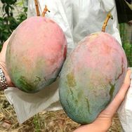 我有一个芒果园抖音达人头像