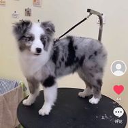 鞍山边牧犬舍抖音达人头像