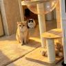 冬冬羊是只猫🐱抖音达人头像