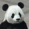 美国熊猫抖音达人头像