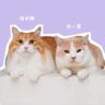 🐷大肠是只猪抖音达人头像