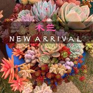 木兰多肉花卉抖音达人头像