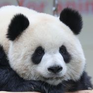涂小润看熊猫抖音达人头像