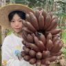 老登-广西苹果蕉抖音达人头像