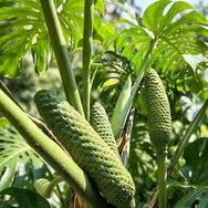 竹屿植间抖音达人头像