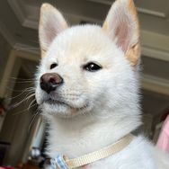 玉叶青莲抖音达人头像