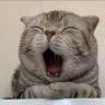 元宝聊养猫抖音达人头像