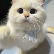 柠檬檬抖音达人头像