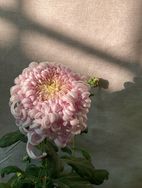 花予花舍抖音达人头像