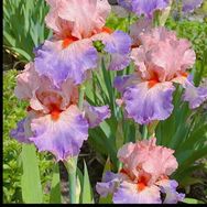 老孟家鸢尾花抖音号头像