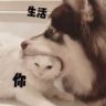 滚滚不是广坤抖音达人头像