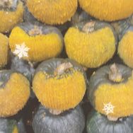 贝贝来了抖音号头像