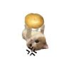 奕轩.🥔抖音达人头像