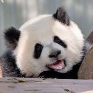 虫洞大熊猫抖音达人头像
