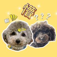 抱抱和十一抖音达人头像