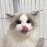 小峰布偶猫（家里150只布偶猫）抖音达人头像