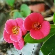 顺馨小菜园抖音号头像