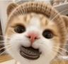 猫meme的彩虹糖抖音达人头像