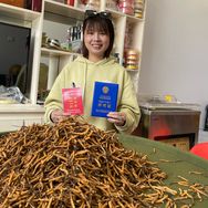 藏区卓玛虫草-源头虫草抖音达人头像