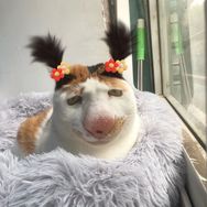黄小咪的铲屎官抖音达人头像