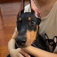 杜宾安妮抖音达人头像