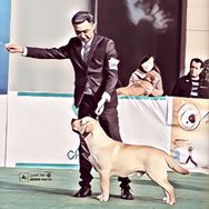 地中海犬舍鹏哥（犹它部落）抖音达人头像