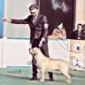 地中海犬舍鹏哥（犹它部落）抖音达人头像