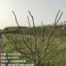 熊猫修剪（收徒）抖音达人头像