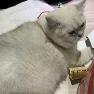 雪儿姐1抖音达人头像