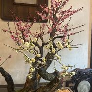 女王号抖音号头像