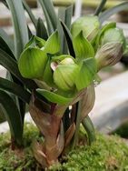 二妮绿植店抖音号头像