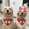 金毛蛋黄抖音达人头像