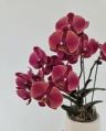 北抖蝴蝶兰花卉抖音达人头像