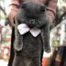 大脸猫大肥猫舍抖音达人头像